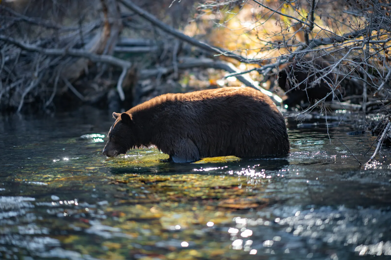 A brown bear wades through shallow water below a tangle of fallen branches.