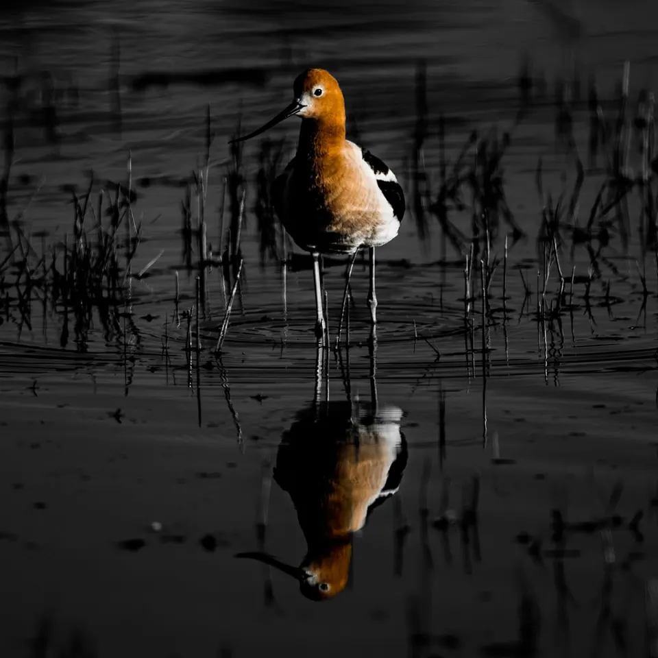 A small wading bird and its reflection stand out against dark, still water.