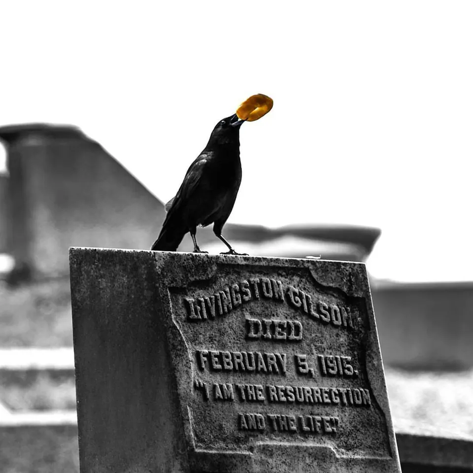 A dark bird with a bright patch of colour rests on a weathered headstone.
