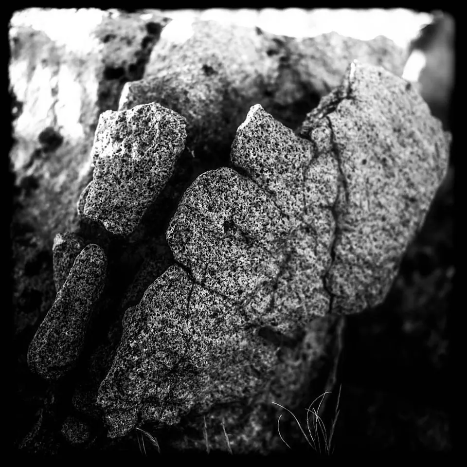 A rough, cracked surface fills the frame with pale texture and deep shadows.