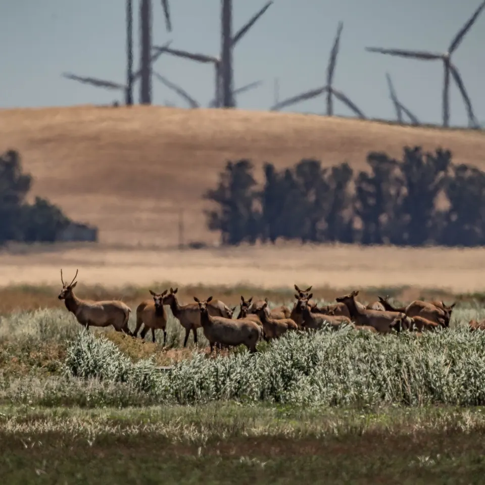 A herd of antlered animals crosses a grassy field beneath distant wind turbines.