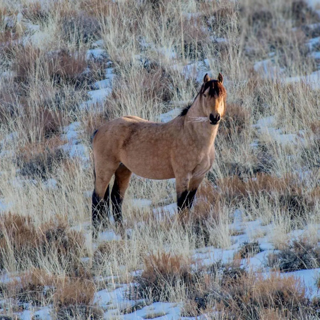 A brown horse stands among pale, softly lit grasses.