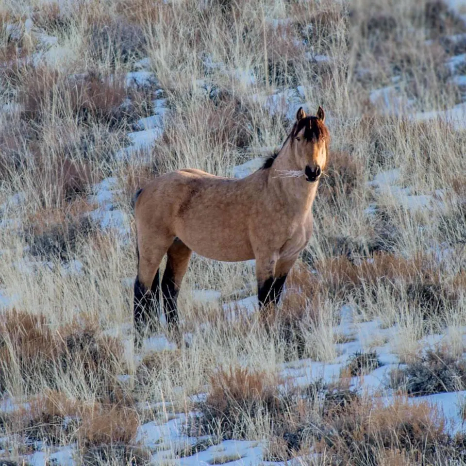 A brown horse stands among pale, softly lit grasses.