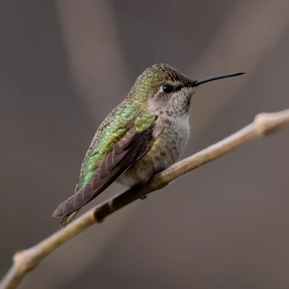A small hummingbird rests on a thin branch against a softly blurred background.