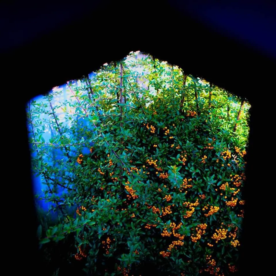 A rough mineral surface glows with green, blue and gold against deep black.