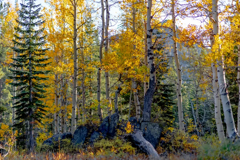 Slender trunks and yellow leaves surround a narrow path through a forest.