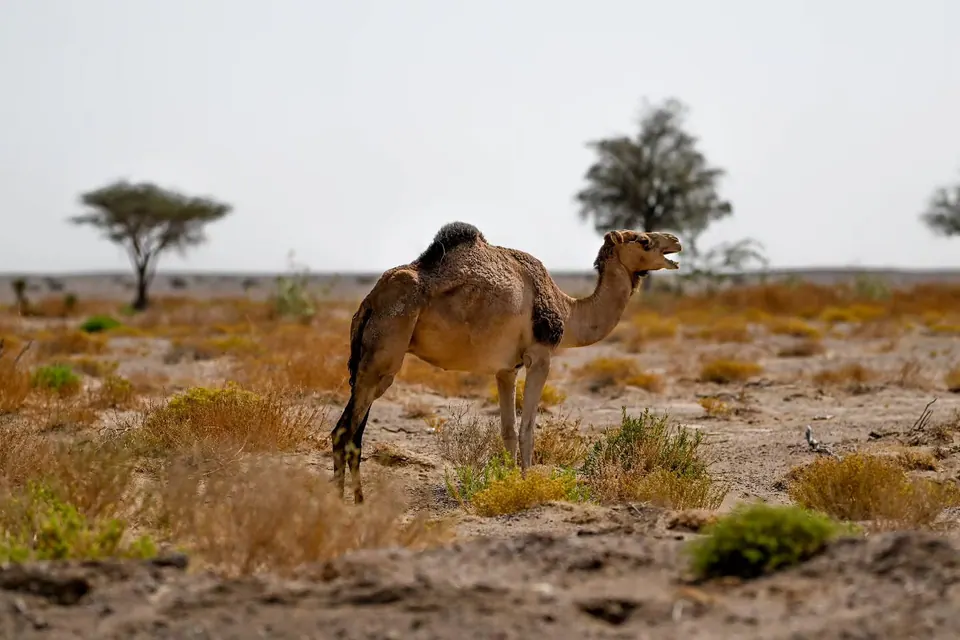 A camel stands among low desert plants, with scattered trees in the distance.