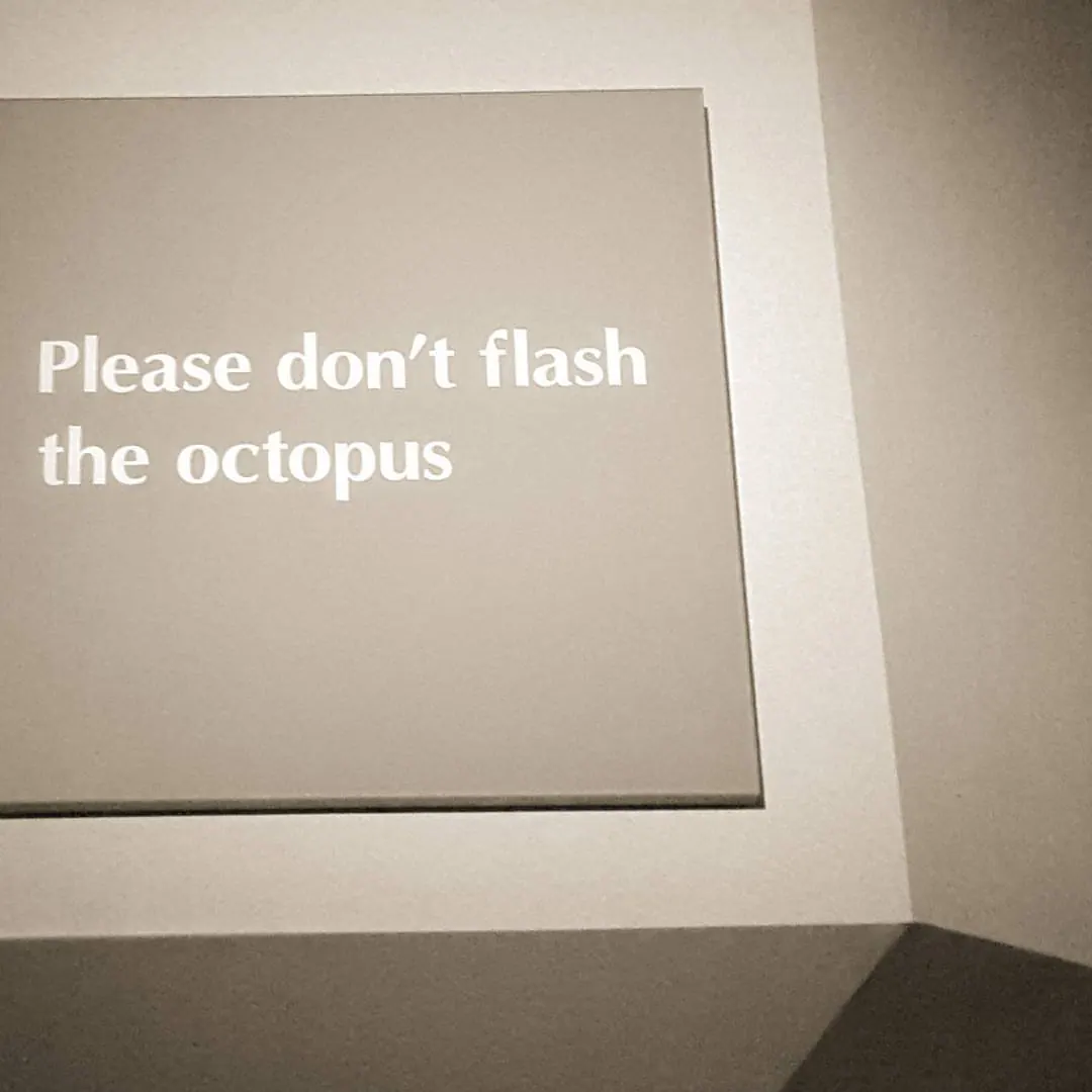 A small wall sign reads Please don't flash the octopus.