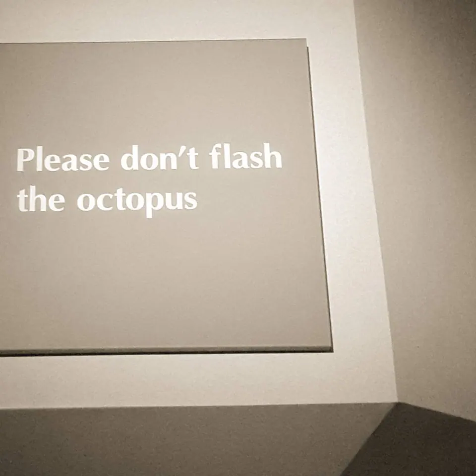 A small wall sign reads Please don't flash the octopus.