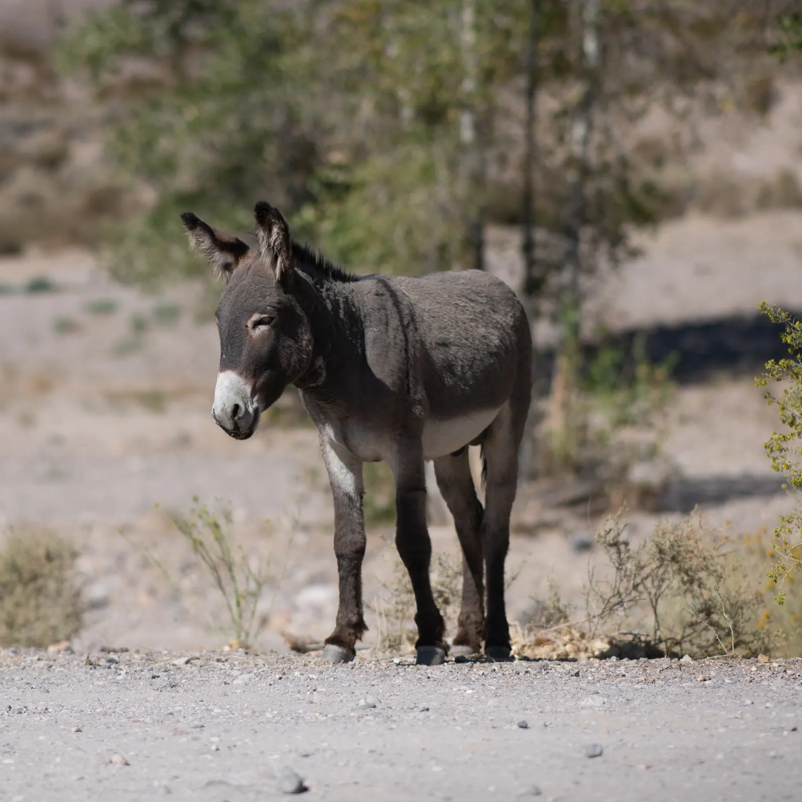 A dark donkey stands on dry, stony ground in the sunlight.