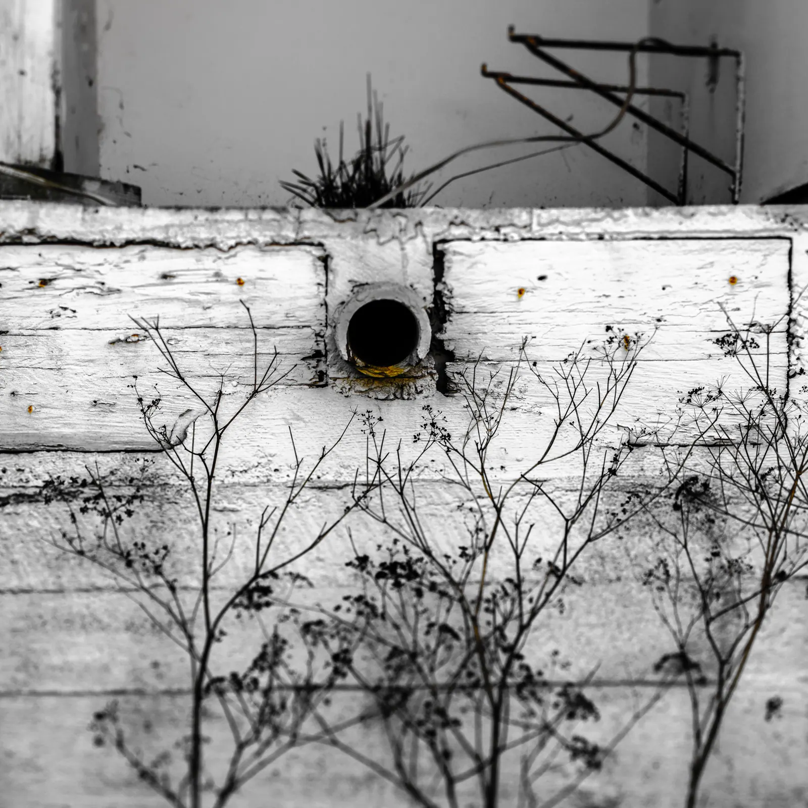 A small round opening punctuates a peeling white wall behind dry stems.