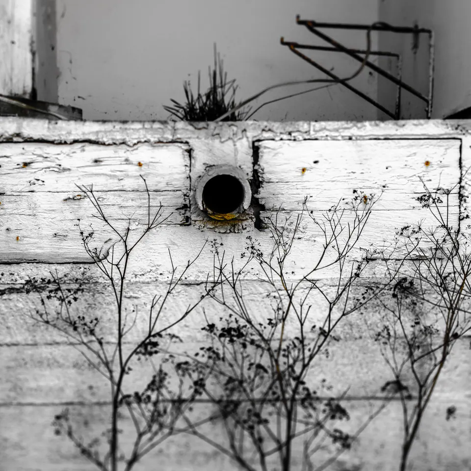 A small round opening punctuates a peeling white wall behind dry stems.