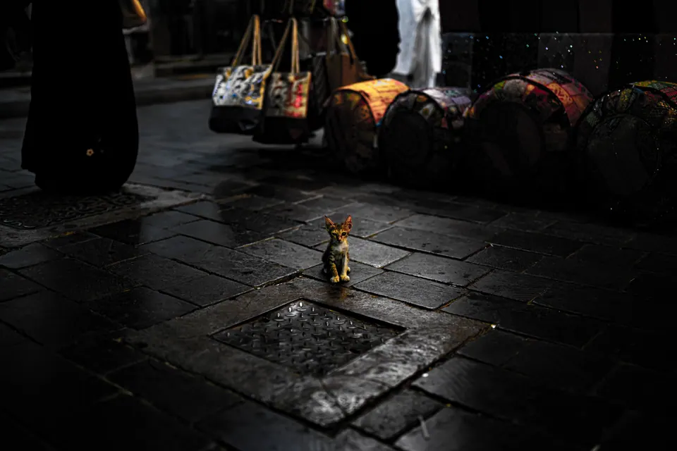 A small kitten stands on dark stone paving, surrounded by the textures of a market street.