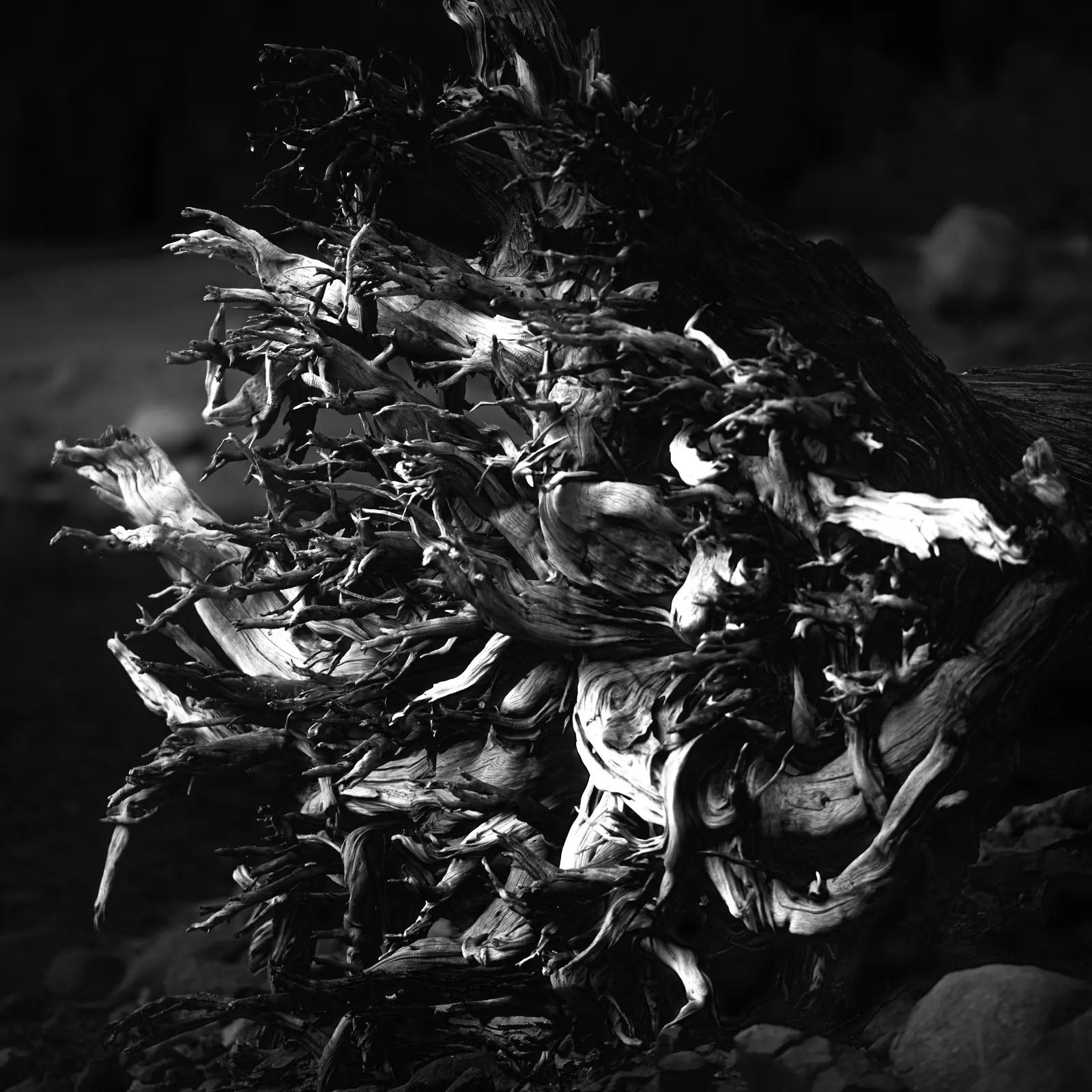 Twisted roots and leaves catch small patches of light in a deeply shadowed close-up.