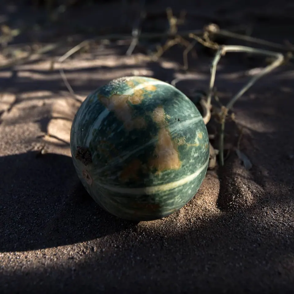 A striped green sphere rests among branches and dry ground in sunlight.