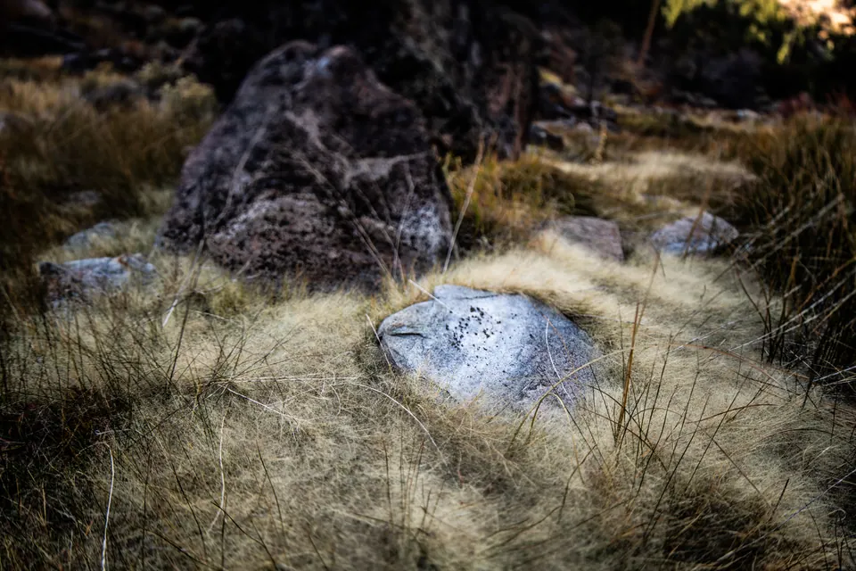 A pale stone catches soft light among long grass and darker boulders.