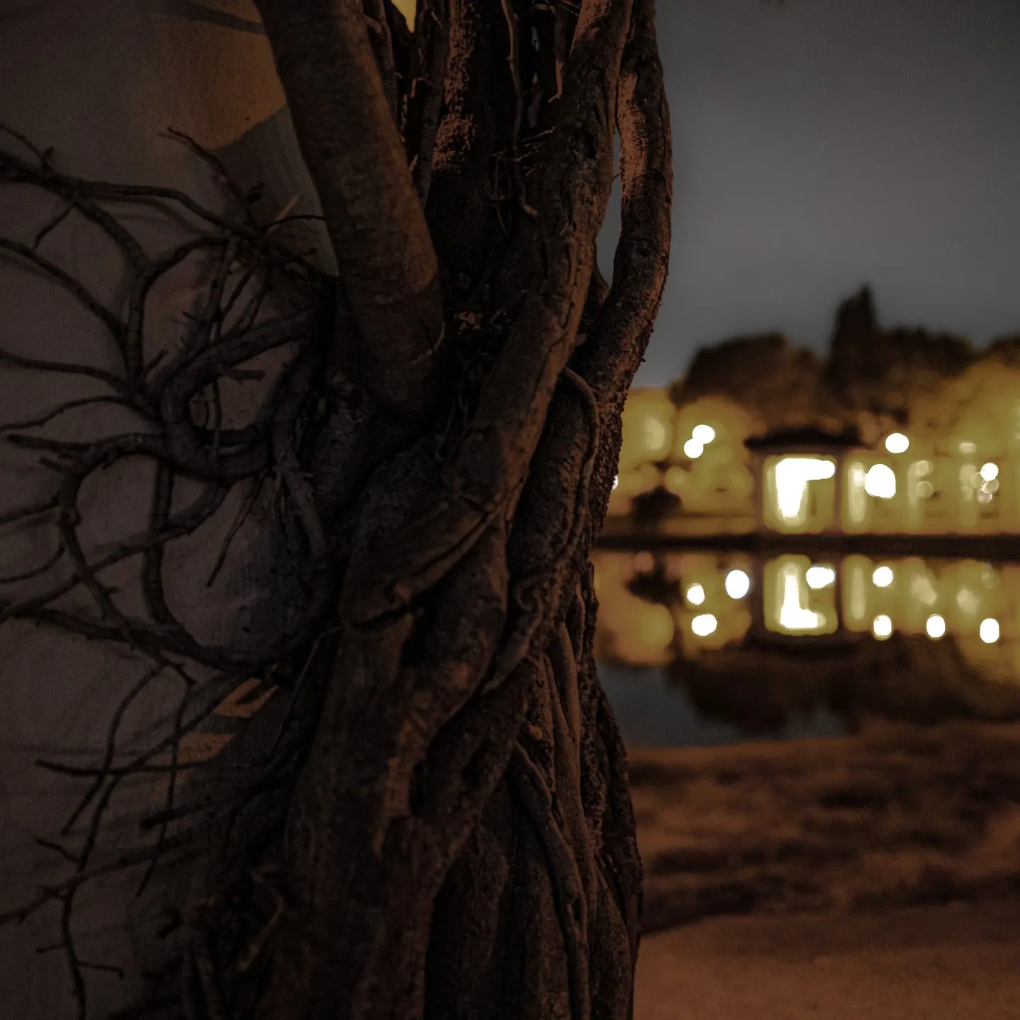 Dark roots and twisted bark frame the glow of a building at night.