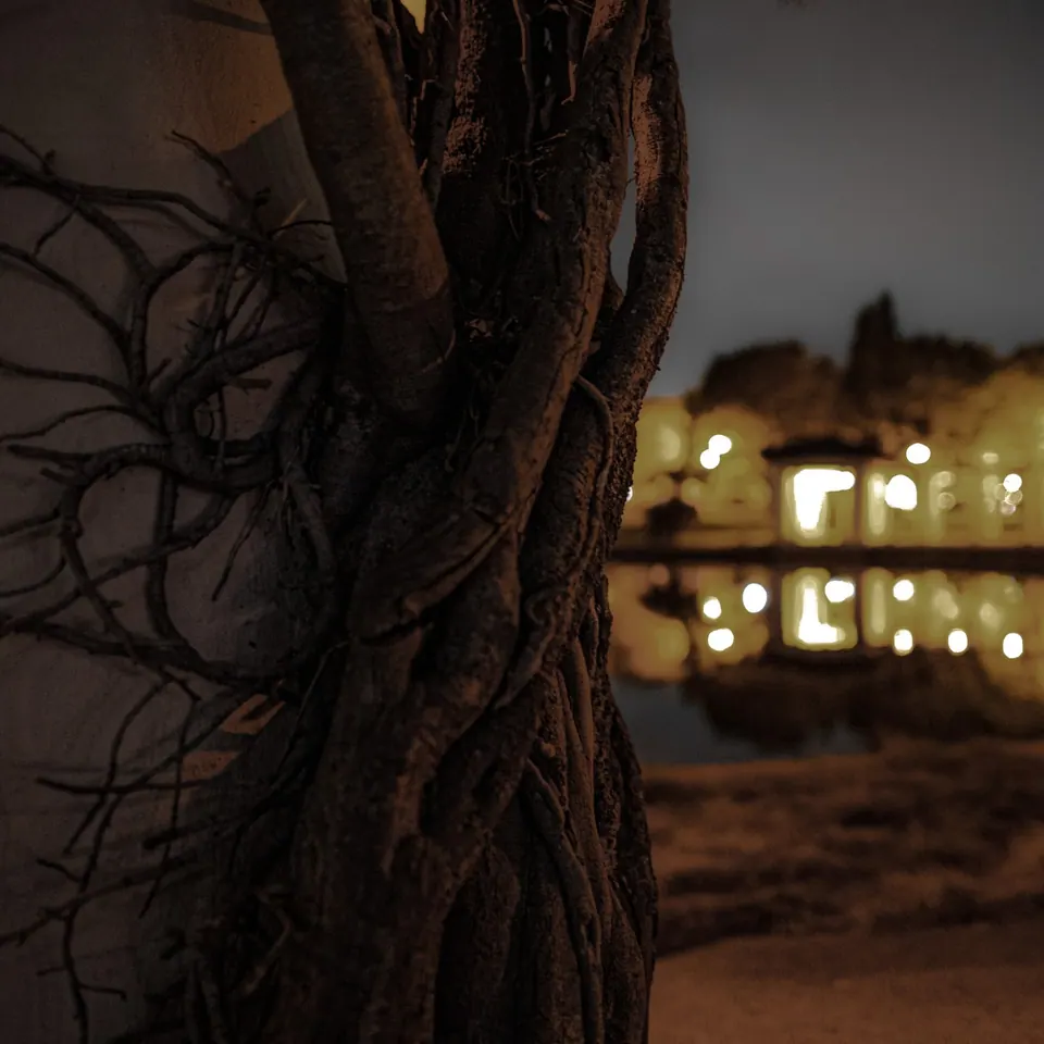 Dark roots and twisted bark frame the glow of a building at night.