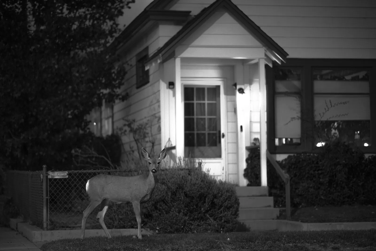 A deer stands beside a small white house at night.