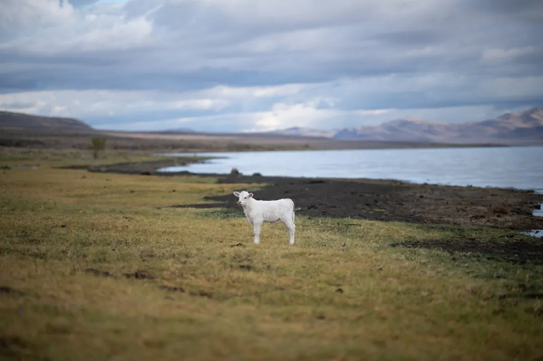 A small white animal-shaped figure stands in grass beside a broad lake.