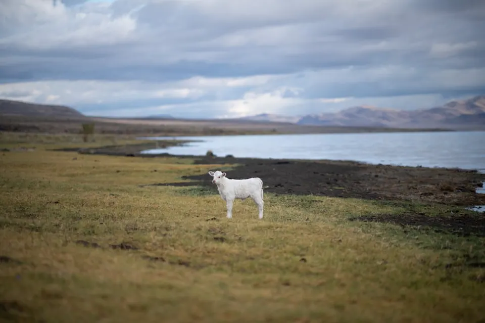 A small white animal-shaped figure stands in grass beside a broad lake.