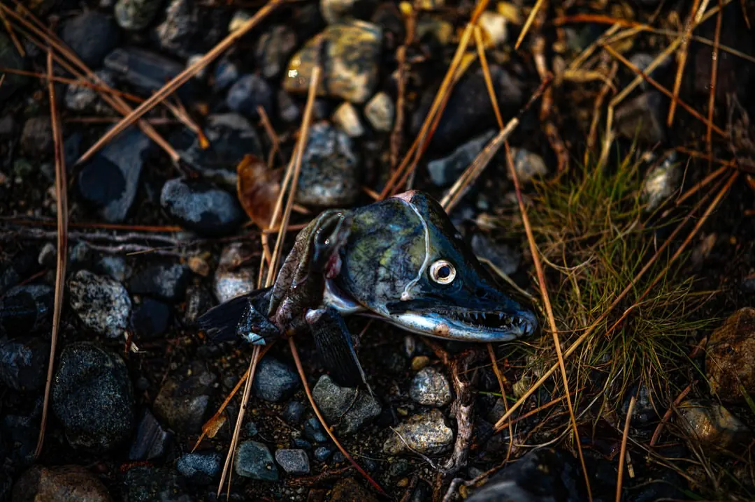 The head of a fish lies among dark reeds and wet ground beside a stream.