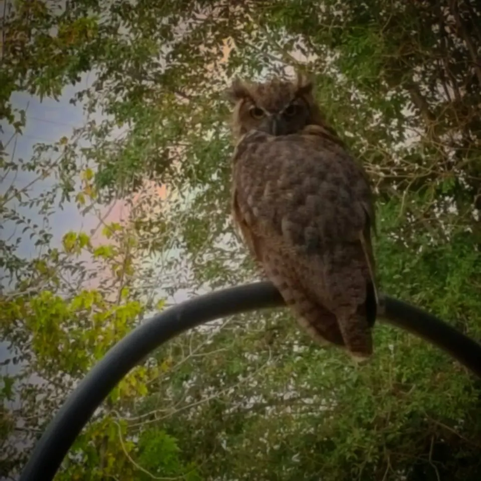 A small owl perches on a curved branch beneath green leaves.