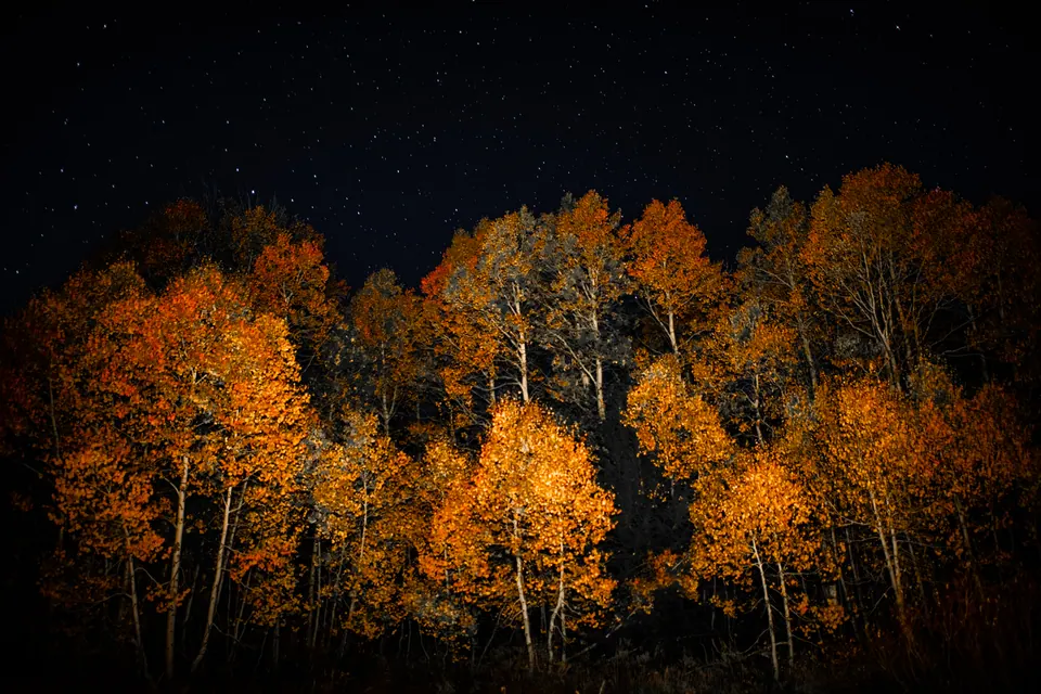 Golden trees glow beneath a dark sky scattered with stars.