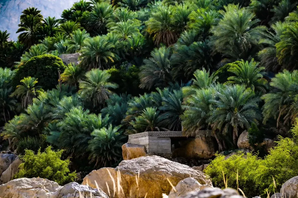 Dense green palms fill a rocky valley in the afternoon light.