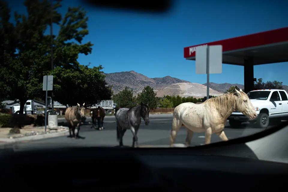 Horses stand beside parked vehicles at a small roadside fuel station.