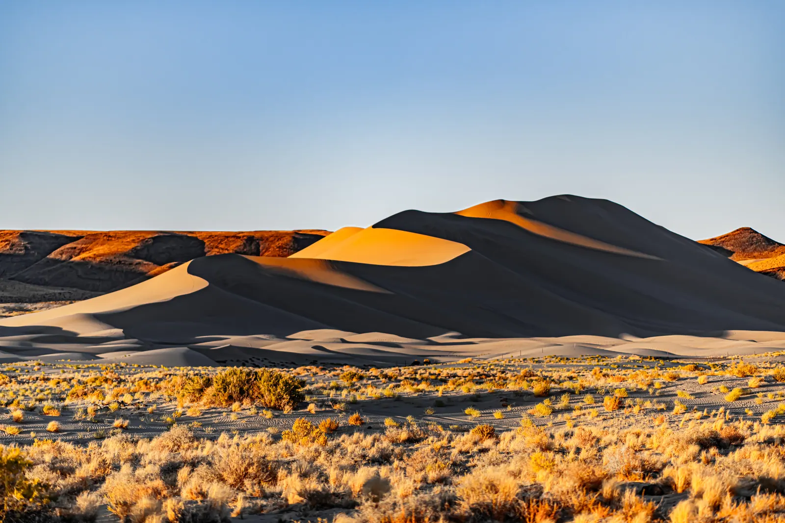 Warm light falls across the curves of sand dunes above a flat of desert scrub.