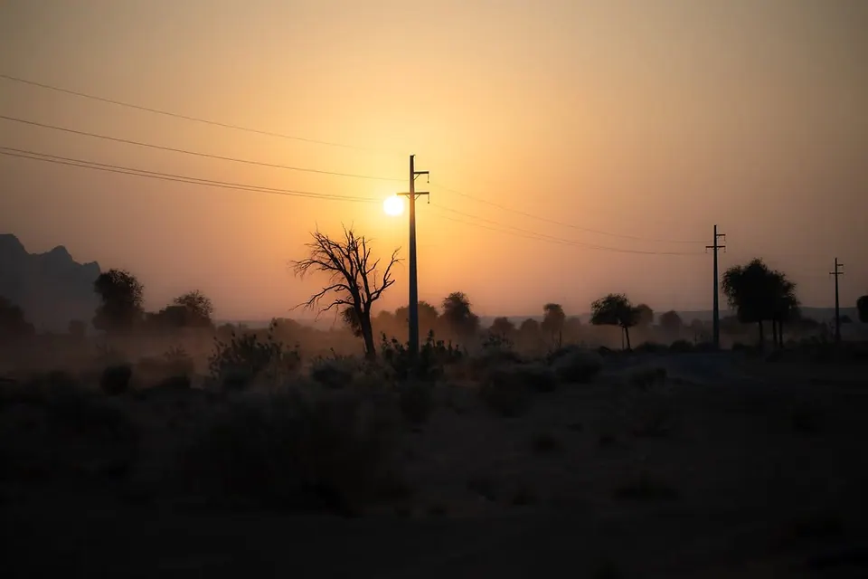 The rising sun shines through mist around a tree and utility poles.