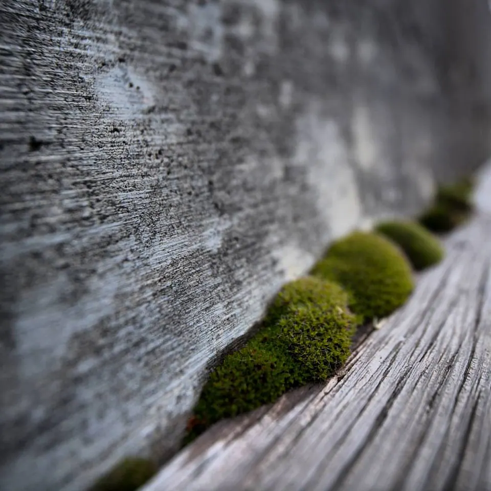Small green cushions of moss grow along a crack in weathered wood.