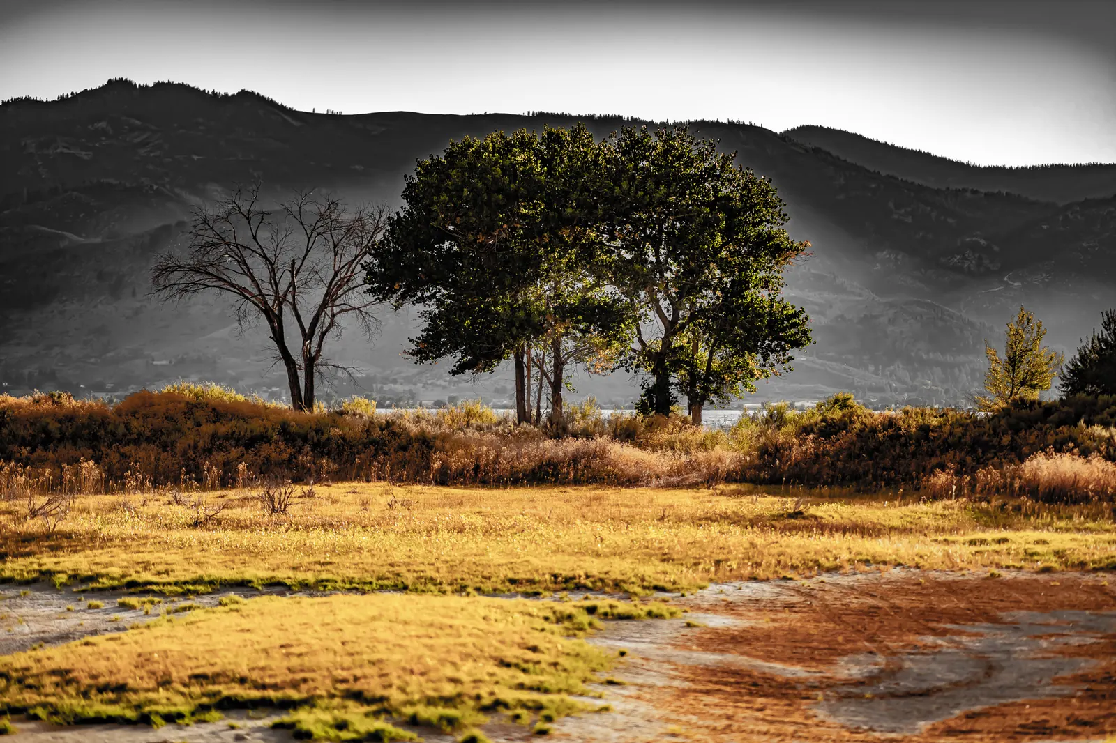 Two trees stand in sunlit grass with dark mountain slopes behind them.
