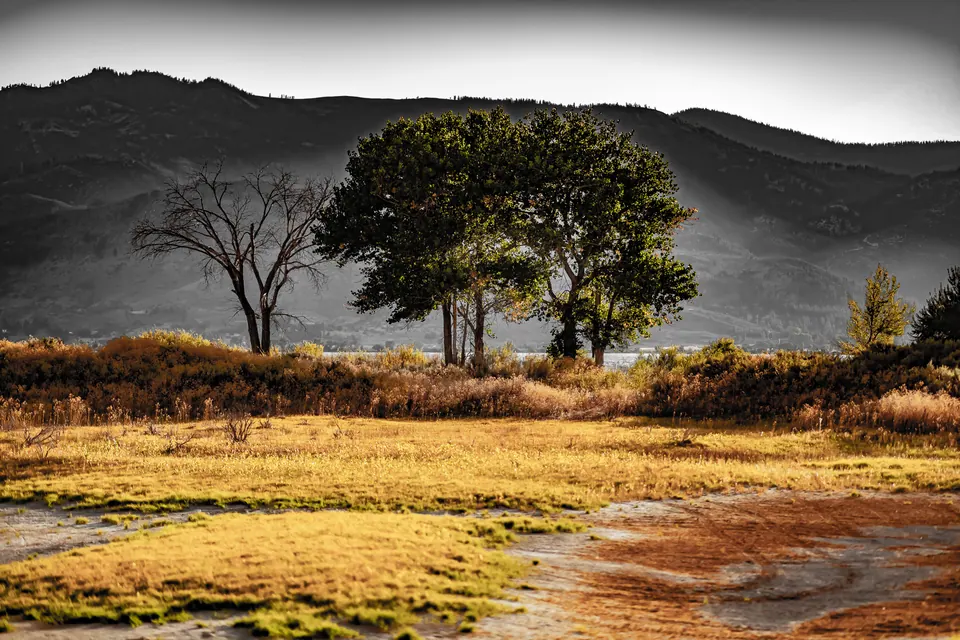 Two trees stand in sunlit grass with dark mountain slopes behind them.