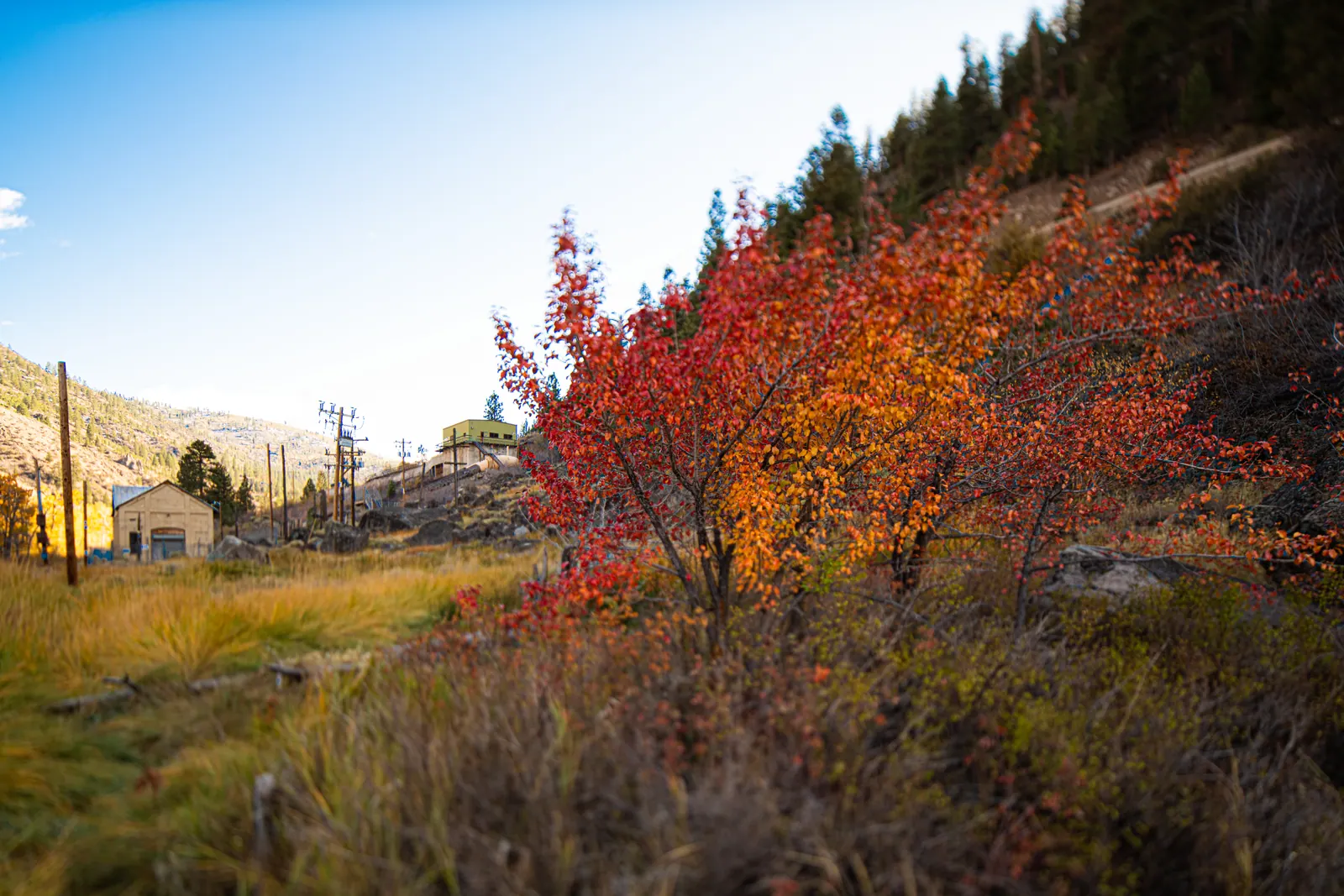 Brilliant red leaves stand beside grasses and a wooded river valley.