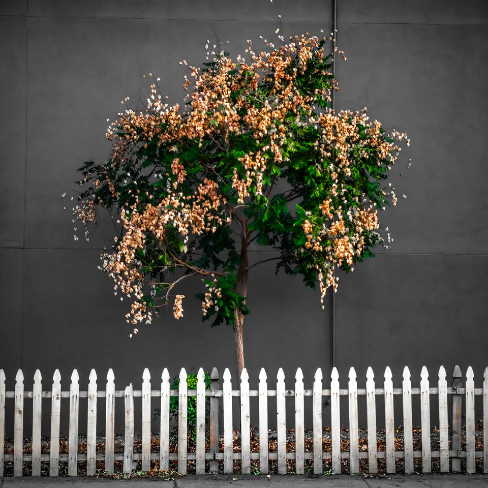 A small tree with green and amber leaves stands behind a white picket fence against a dark wall.