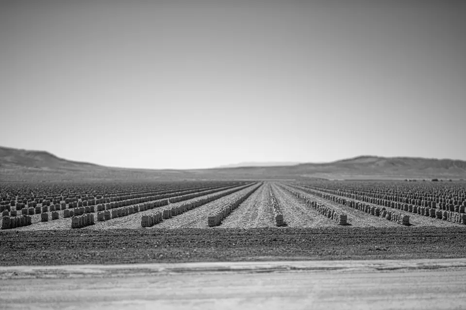 Even rows stretch across an open field toward distant low hills.