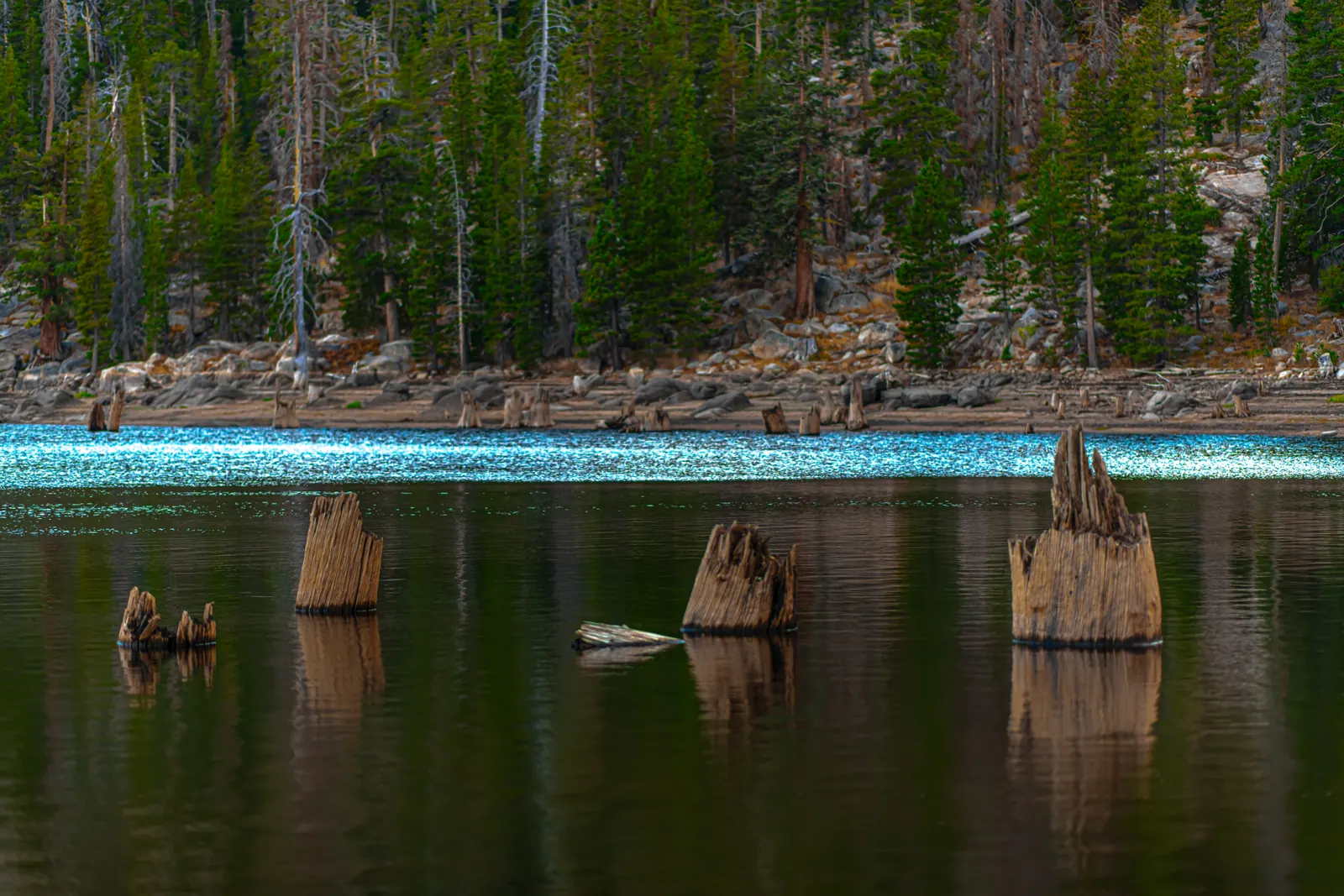 Old tree stumps rise from a quiet lake below a wooded shore.