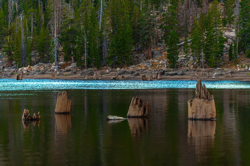 Old tree stumps rise from a quiet lake below a wooded shore.