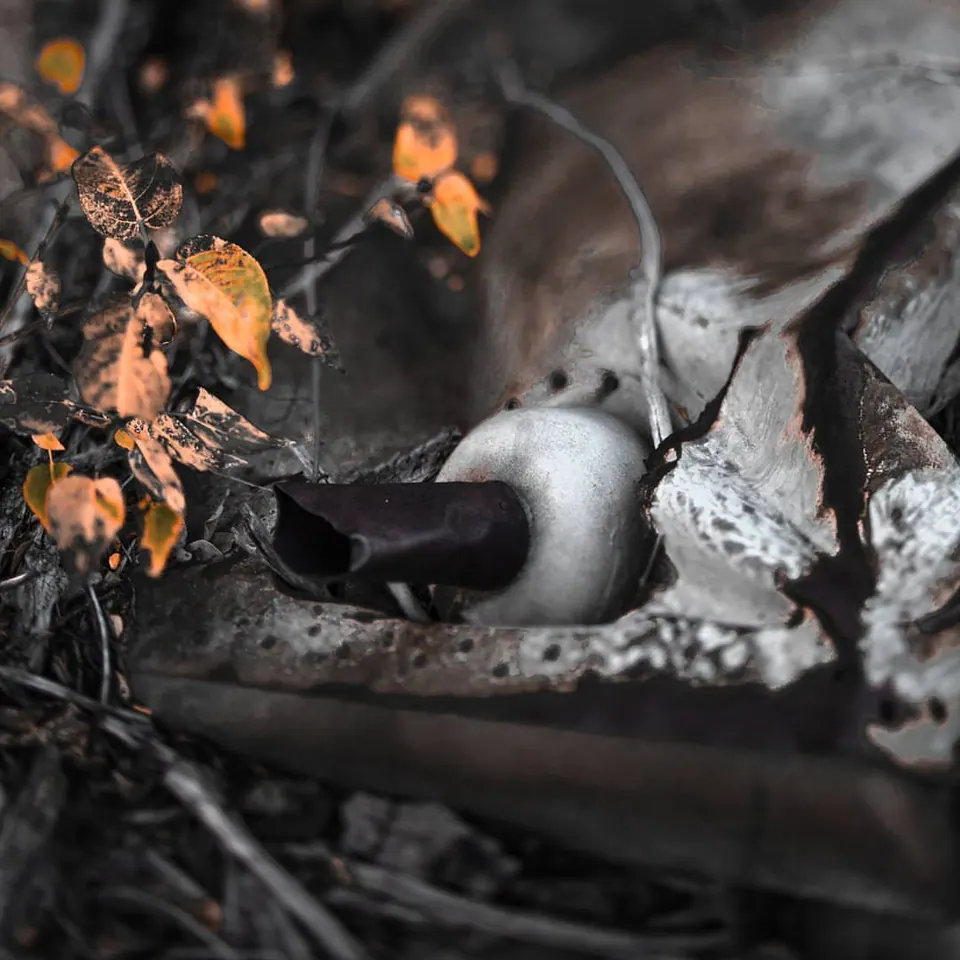 A pale curved horn-like object lies among old branches and fallen leaves.
