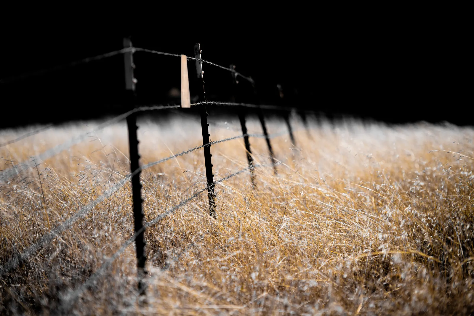 A simple fence line crosses bright dry grass against a dark background.