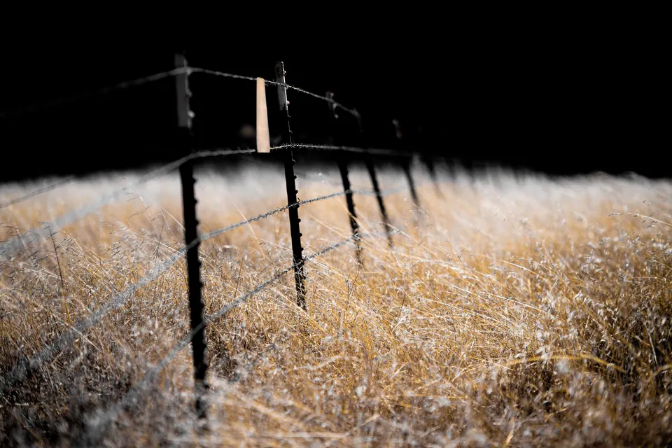 A simple fence line crosses bright dry grass against a dark background.