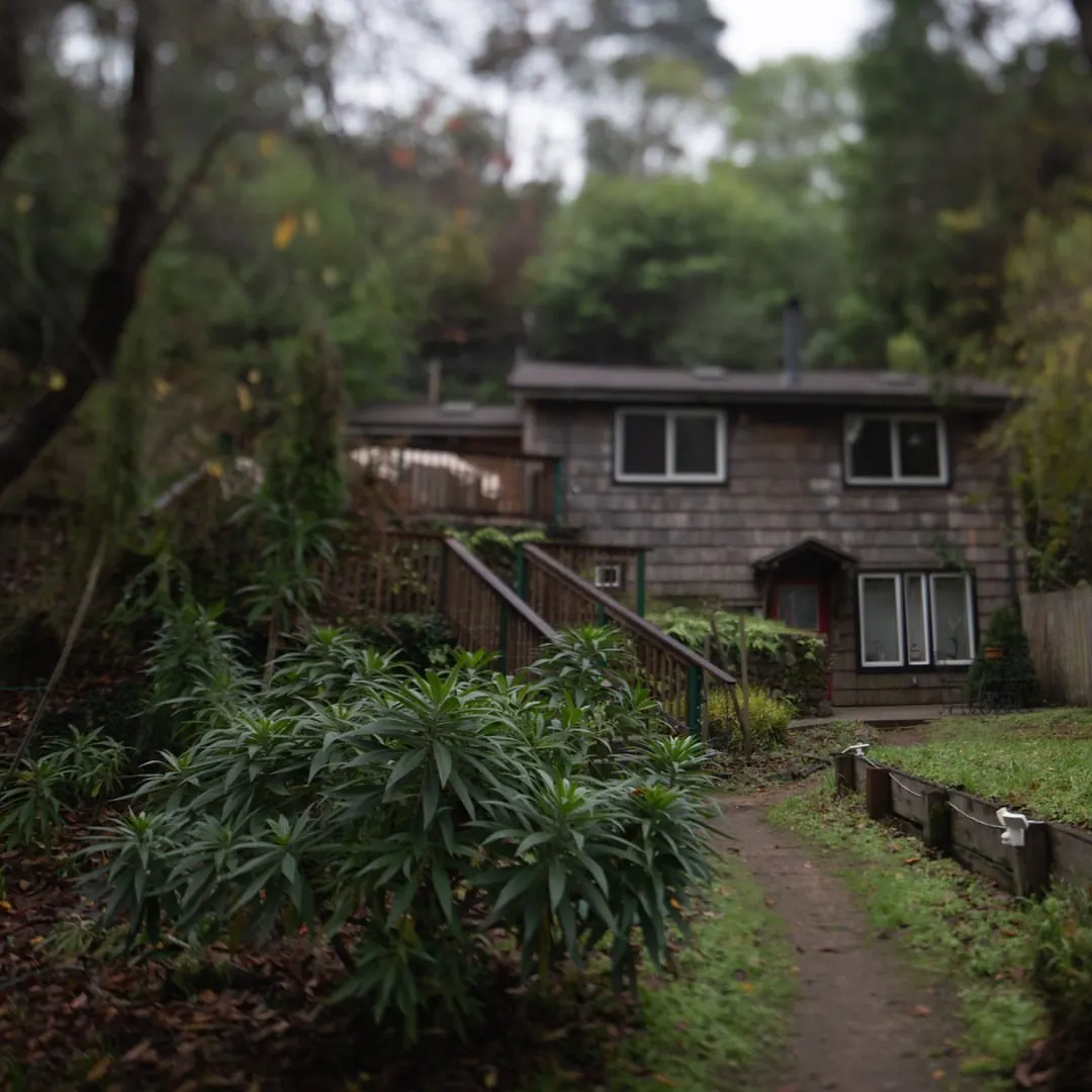 A small wooden house sits among dense, overgrown vegetation.