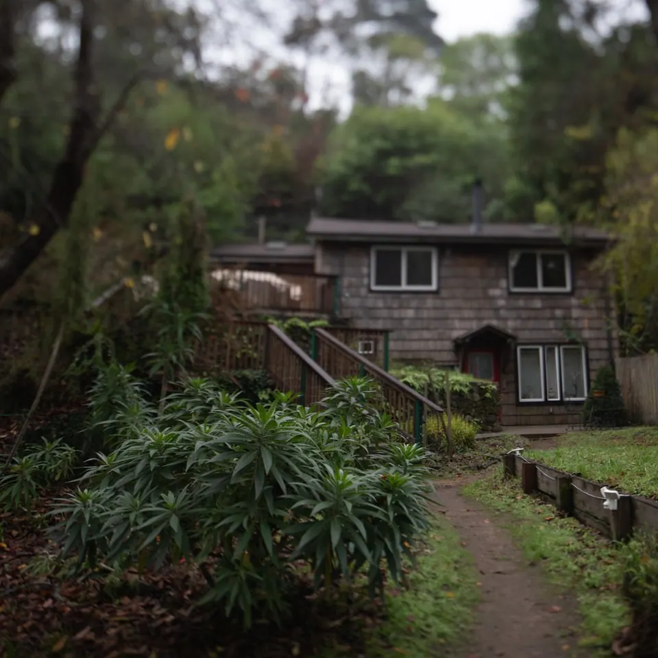 A small wooden house sits among dense, overgrown vegetation.