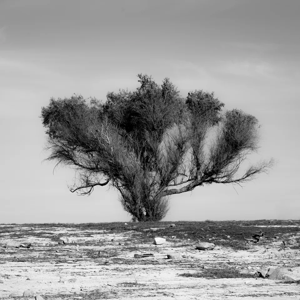 A solitary dark shrub stands on pale ground beneath an empty grey sky.
