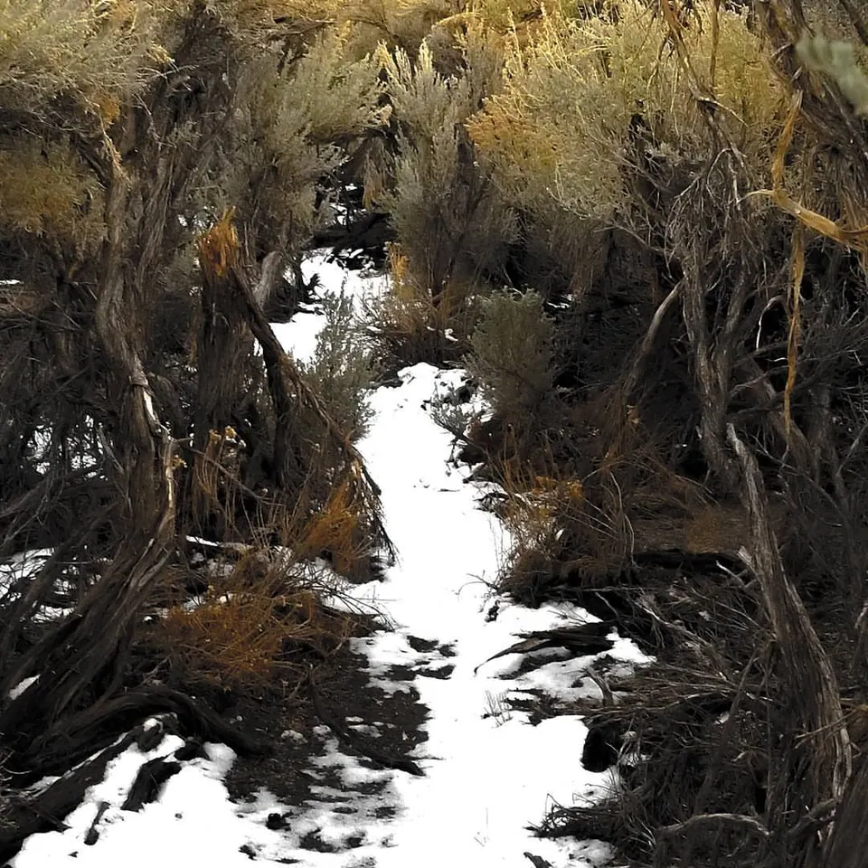 A slim stream of pale water runs between dark, close-growing vegetation.