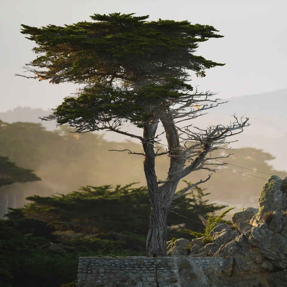 A broad, wind-shaped tree rises above a soft, misty landscape.